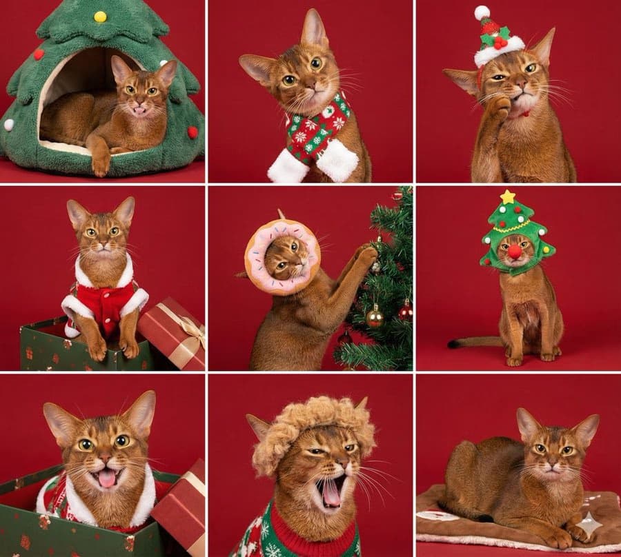Nine Christmas Pet Portraits in Grid